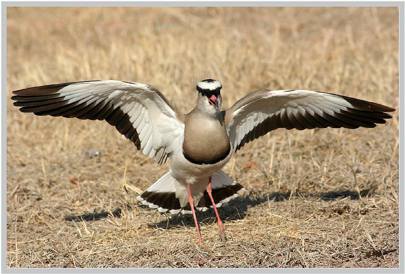 kiewiet beskerm nes 4.jpg - Kiewiet beskerm sy nes. Hulle is goeie ouers.